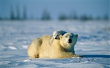 El oso polar Foto Wallpaper #16