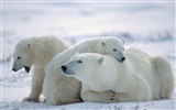 El oso polar Foto Wallpaper #17