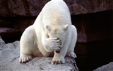 Polar Bear Foto Wallpaper #18