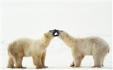 Fond d'écran Polar Bear Photo #19
