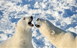 Fond d'écran Polar Bear Photo #20
