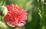 반올림 꽃 시리즈 배경 화면 #10