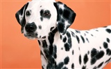 1600 dog photo wallpaper (1) #2