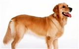 1600 dog photo wallpaper (1)