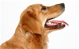 1600 fonds d'écran photo de chien (1) #4