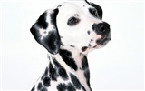 1600 dog photo wallpaper (1) #5