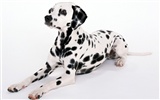 1600 dog photo wallpaper (1) #12