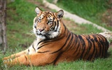 Tiger Фото обои (4) #1