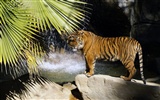 Tiger Фото обои (4) #3