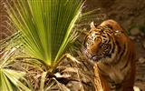 Tiger Фото обои (4) #4