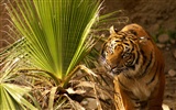 Tigre Fondos de fotos (4) #4