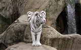 Tiger Фото обои (4) #5