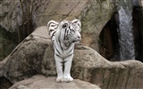 Tiger Photo Wallpaper (4) #5