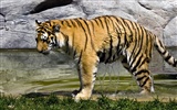 Fond d'écran Tiger Photo (4) #6