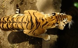 Tiger Фото обои (4) #9