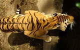 Tigre Fondos de fotos (4) #9