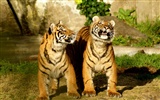 Tiger Фото обои (4) #10