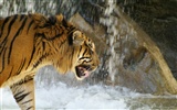 Tiger Фото обои (4) #12