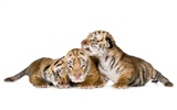 Tiger Photo Wallpaper (4) #14