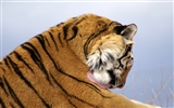 Tiger Photo Wallpaper (4) #15