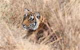 Fond d'écran Tiger Photo (4) #19