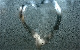 Любовь сердце обои альбом (3) #11