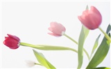 Tulip Widescreen Wallpaper #3