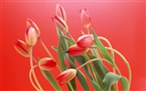 Tulip Widescreen Wallpaper #4