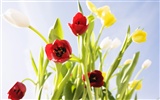 Tulip Widescreen Wallpaper #6