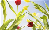 Tulip Widescreen Wallpaper #7