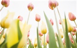 Tulip Widescreen Wallpaper #8