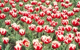 Tulip Widescreen Wallpaper #9