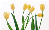 Tulip Widescreen Wallpaper #10