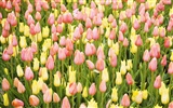 Tulip Widescreen Wallpaper #11