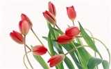 Tulip Widescreen Wallpaper #16