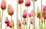 Tulip Widescreen Wallpaper #18