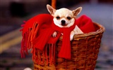 1600 dog photo wallpaper (2) #14