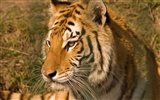 Tiger Wallpaper Foto (5)