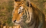 Foto Wallpaper Tigre (5)