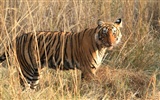 Tiger Фото обои (5) #3