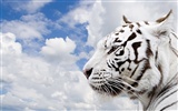 Foto Wallpaper Tigre (5) #6