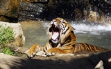 Fond d'écran Tiger Photo (5) #9