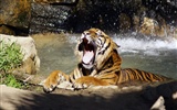 Foto Wallpaper Tigre (5) #9