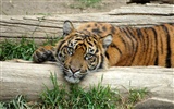 Tiger Фото обои (5) #10
