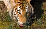 Tiger Фото обои (5) #11