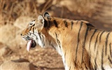Tiger Фото обои (5) #12