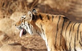 Foto Wallpaper Tigre (5) #12