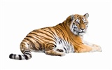 Tiger Photo Wallpaper (5) #13