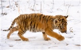 Tiger Фото обои (5) #14