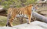 Tiger Фото обои (5) #15